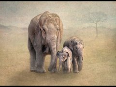 Lynda Haney-Elephant Family-Very Highly Commended.jpg